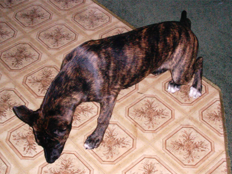 Brindle
This is my younger brother's dog, Tess. My mom prefers to call her Daisy.
